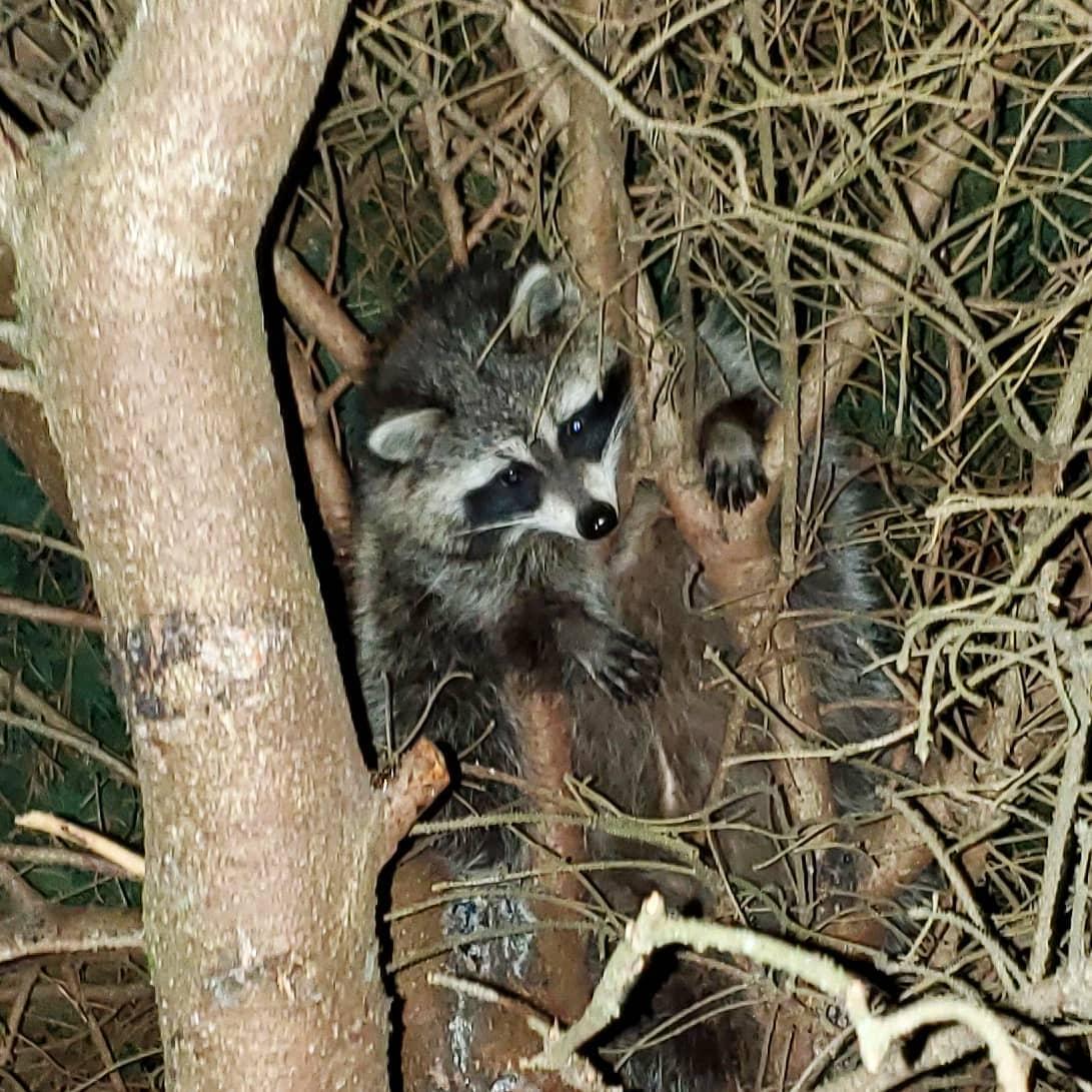 鍔犳嬁澶у皬娴g唺骞煎唇,鍔犳嬁澶у杺鍏诲皬娴g唺