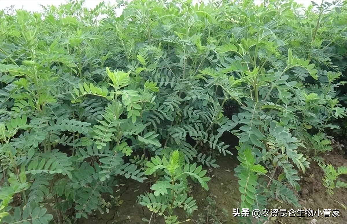 辛硫磷防治根结线虫,辛硫磷防治线虫吗