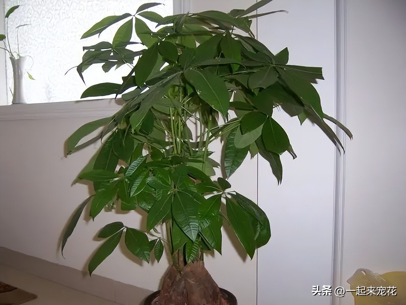 什么花开富贵最好养,花开富贵怎么养