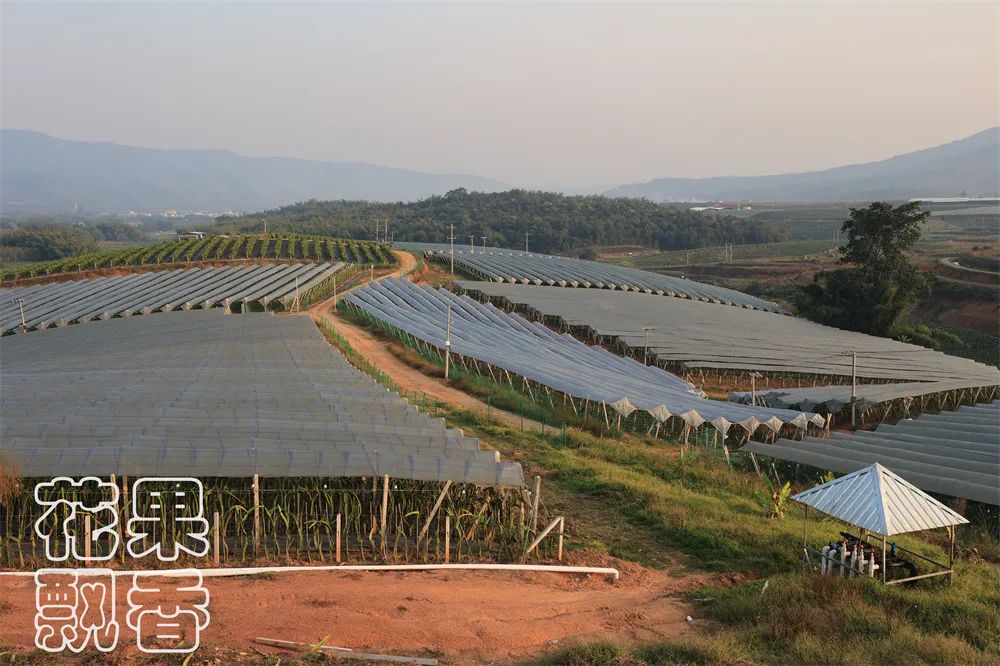 冬季好卖的水果有哪些,比较容易卖的水果有哪些