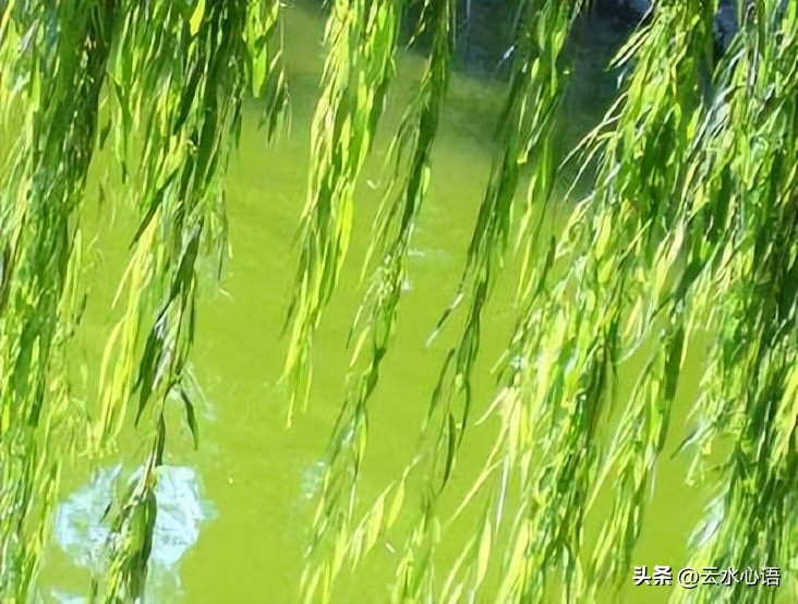 李商隐写柳的古诗分类,李商隐的古诗柳枝五首全文和译文