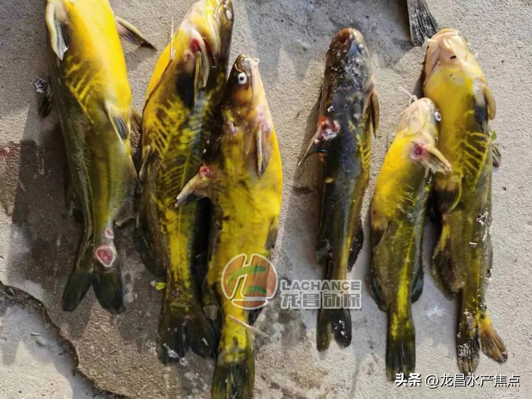 “烂嘴烂身”已成淡水鱼开春的梦魇，养殖户的出路在哪儿？