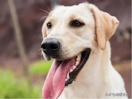 怎么预防狗狗得菜花瘤,狗狗菜花瘤传染人吗