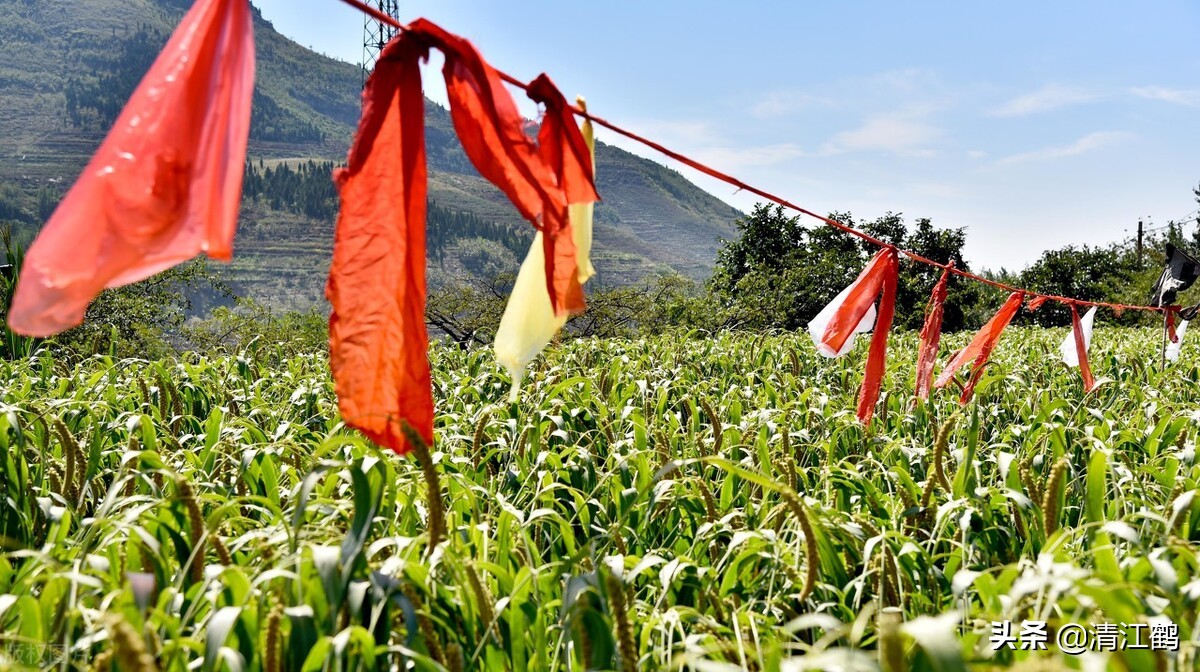 辛硫磷防治哪些作物,辛硫磷防鸟怎么用