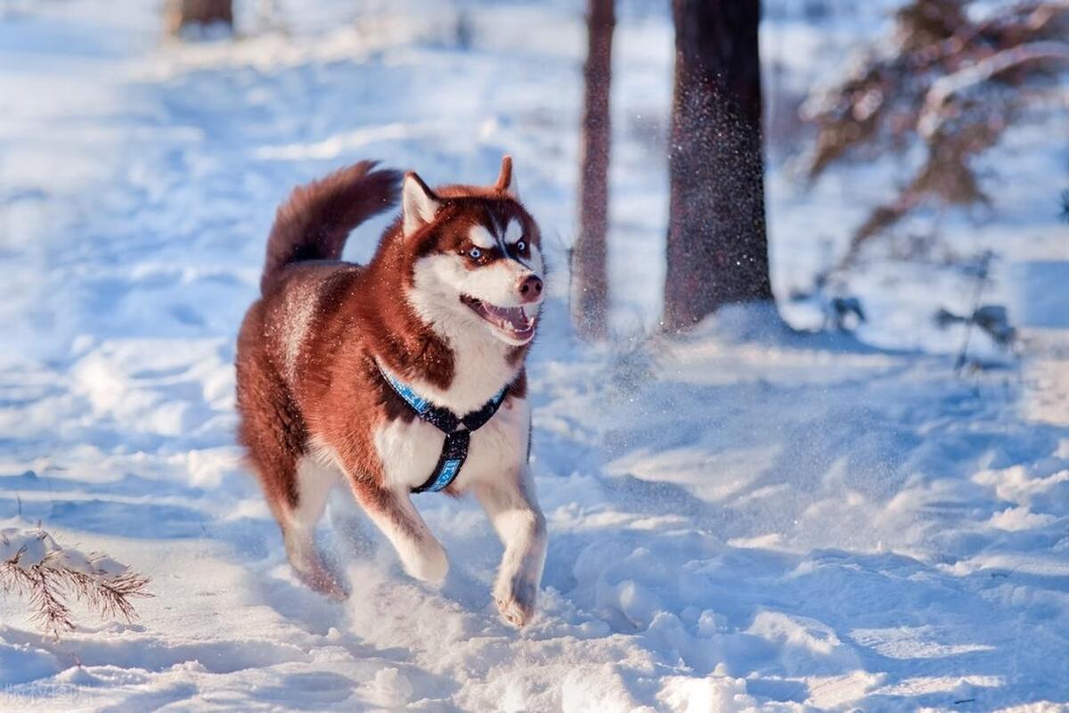养宠物哈士奇注意事项,养哈士奇的说说