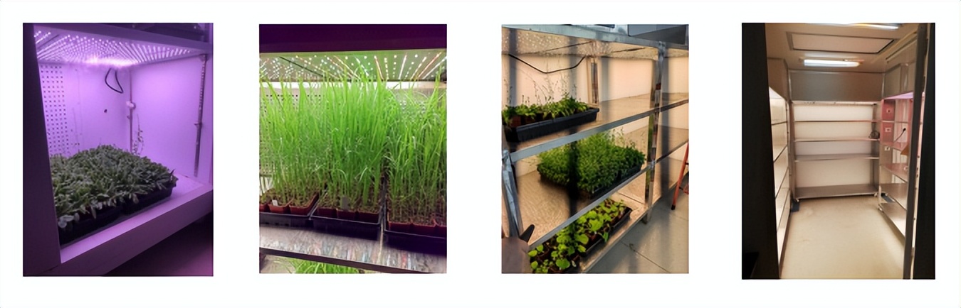 植物生长箱,带你了解植物语言