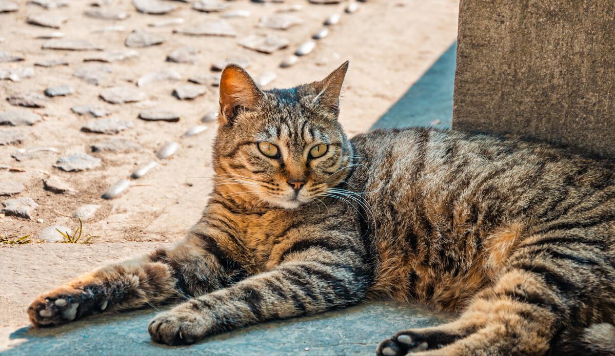 猫咪寿命吉尼斯纪录,寿命最长的猫咪品种排名