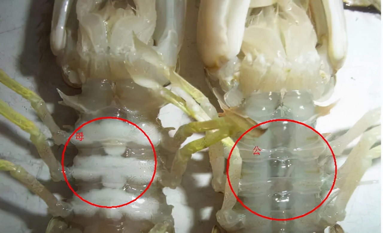买海鲜应该怎么去买,如何挑选海鲜才是正确的
