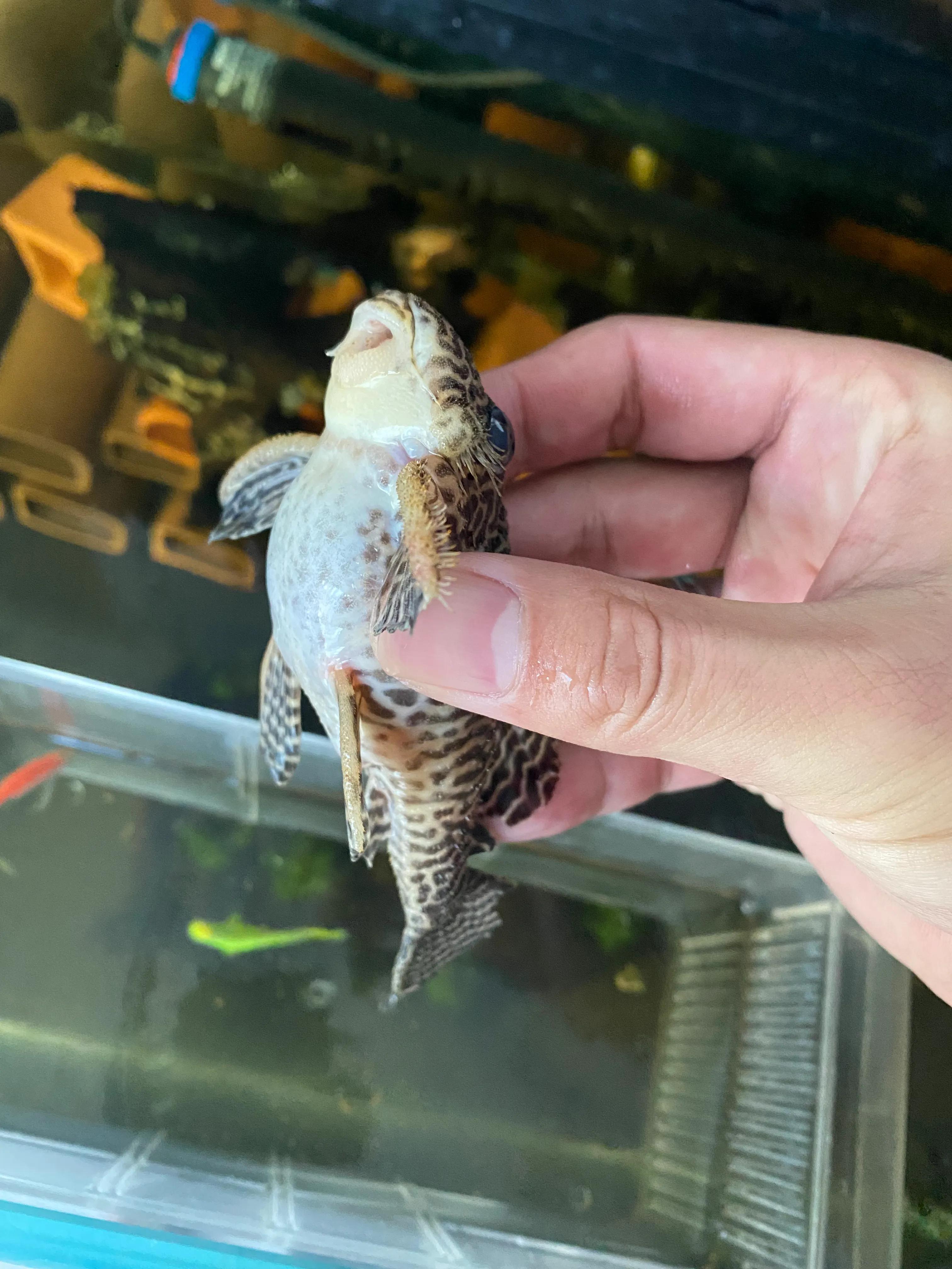 异型鱼腹水停食,异型鱼腹水怎么治