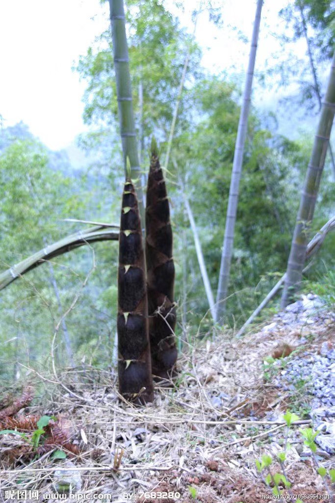 【原创】散文·江南春笋