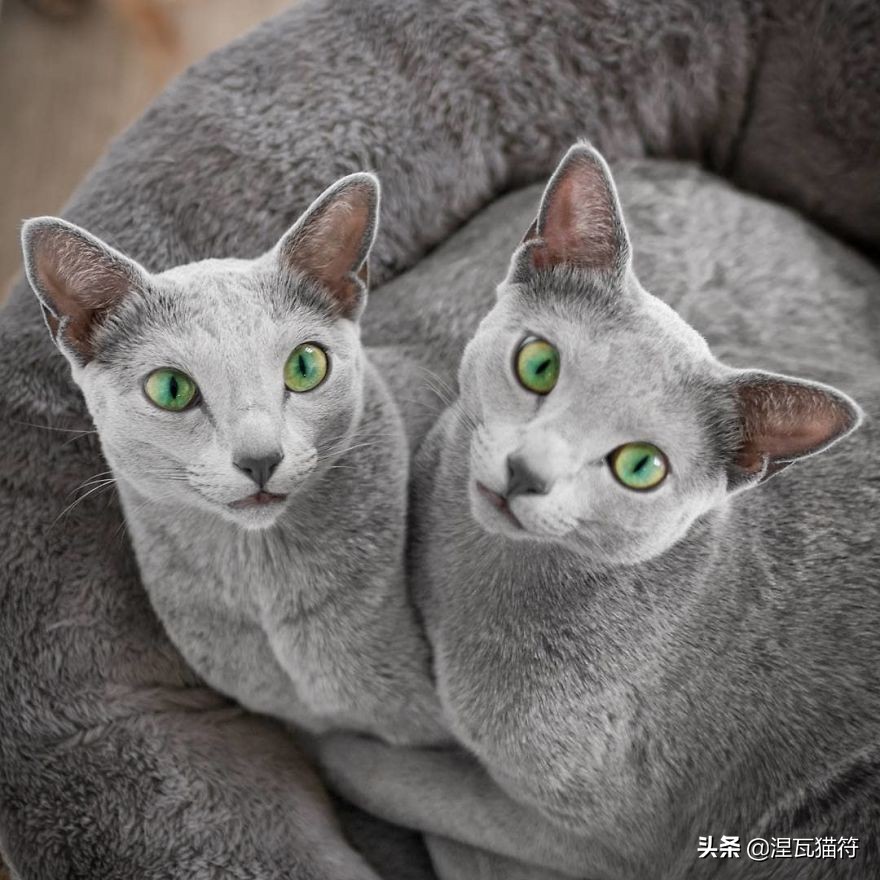 俄罗斯蓝猫法国蓝猫英国蓝猫,欧系俄罗斯蓝猫