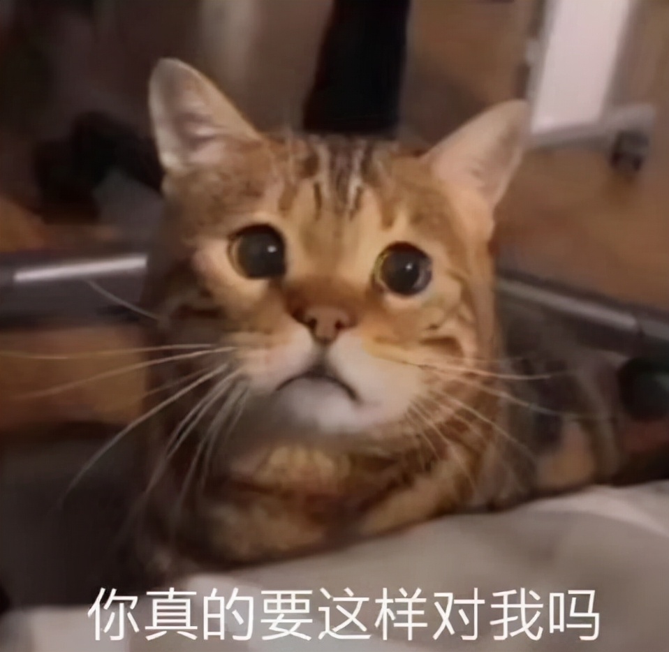 猫咪骗水喝的办法,猫咪骗水神器视频大全