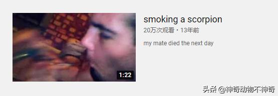 世界上最致命的毒蝎,致命毒蝎子