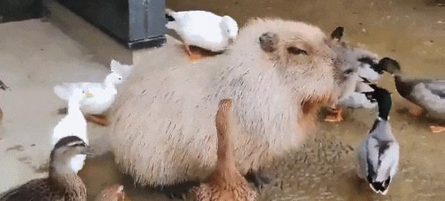 水豚喜欢一动不动,水豚为啥喜欢在水里