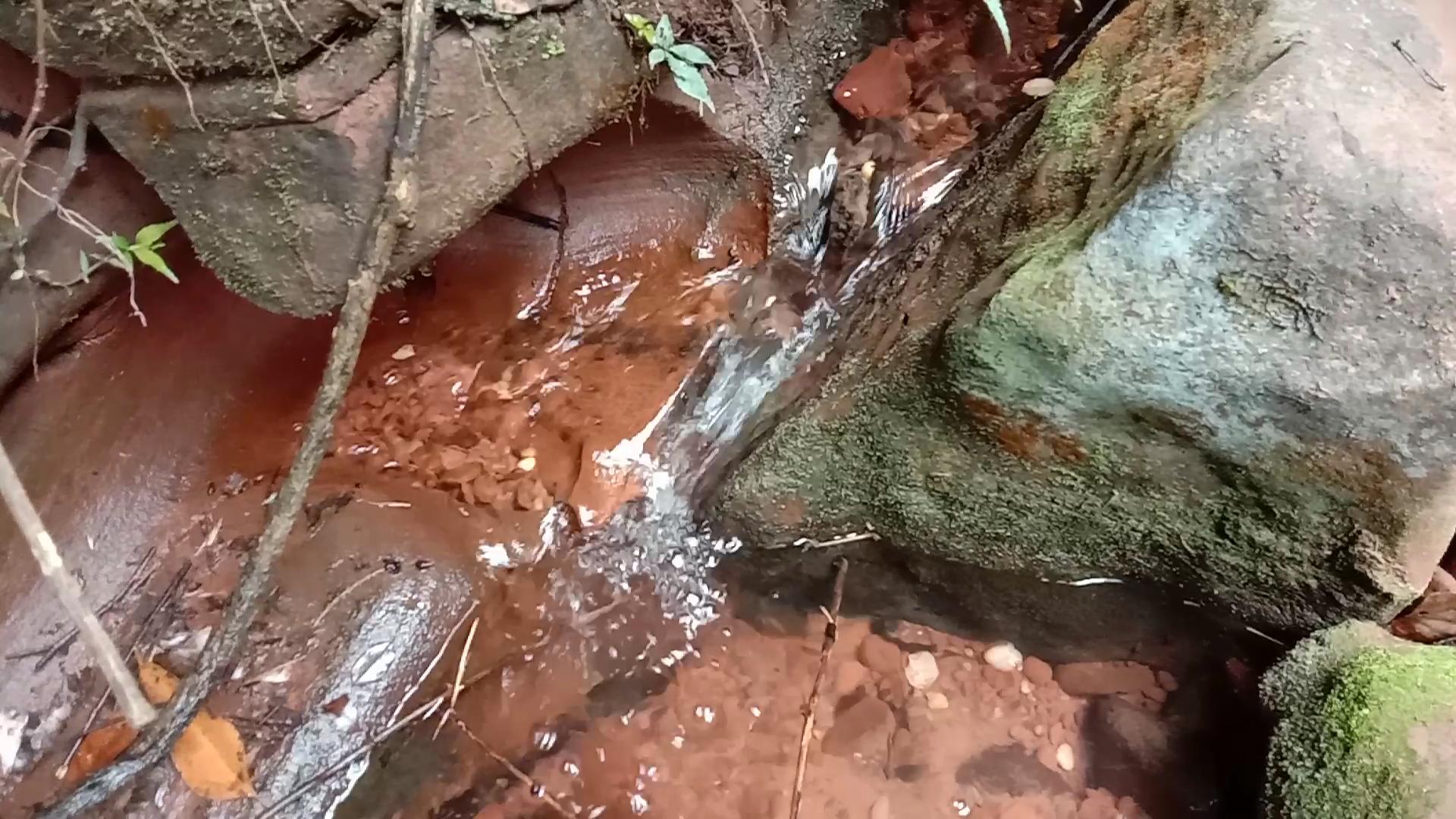 颜值这么高的崖花子没人摘，叶子煮水洗澡，解皮肤痒之痛苦