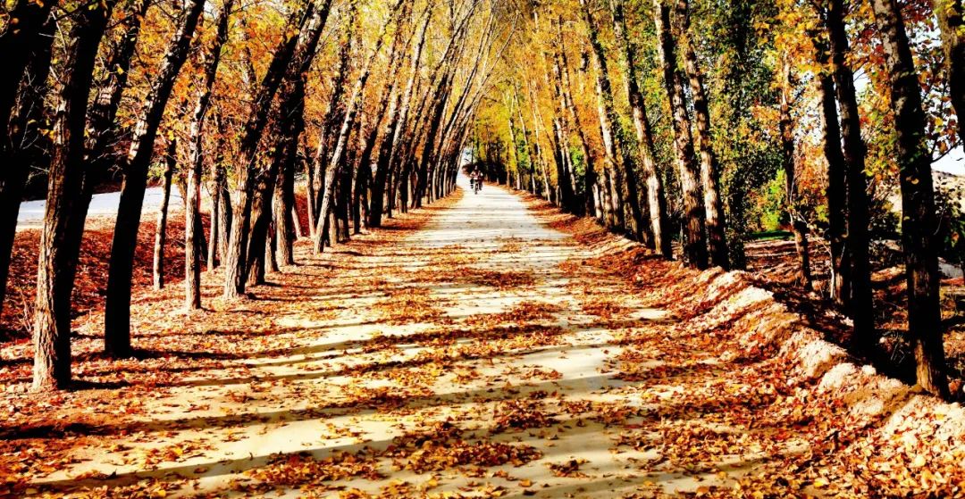 深秋等你到来,深秋等你来