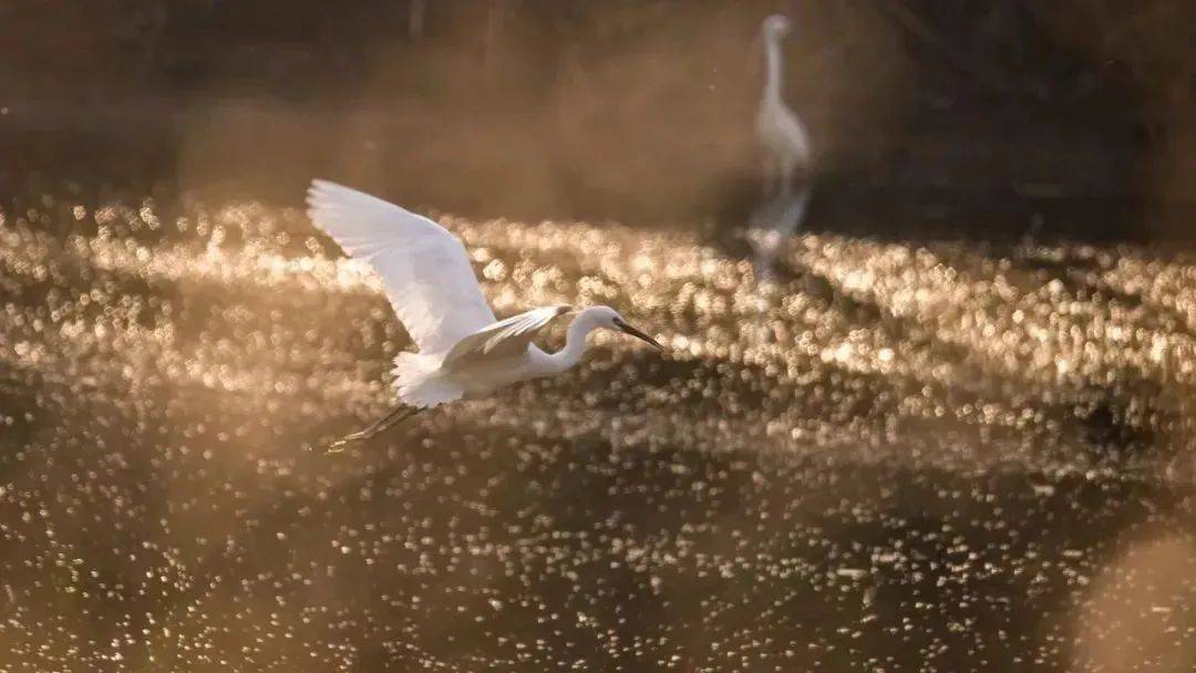 大雁照片图文,关于大雁的照片
