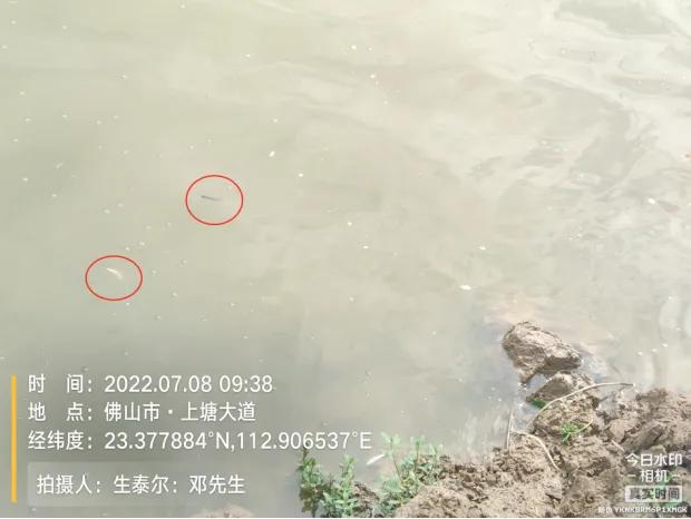 生鱼子弹状病毒怎么处理,生鱼感染弹状病毒解剖视频