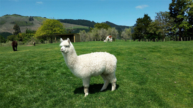中国的羊驼为什么那么多,羊驼在中国受欢迎吗