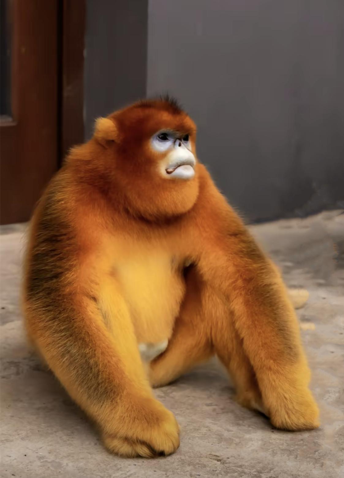 怒江金丝猴和峨眉猴干架,金丝猴遇上峨眉山猴子会发生什么