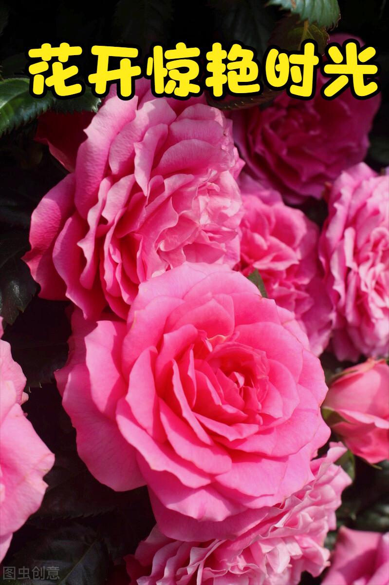 一花一叶最深情，万千*光春**花满园，花开惊艳时光，花香温柔岁月