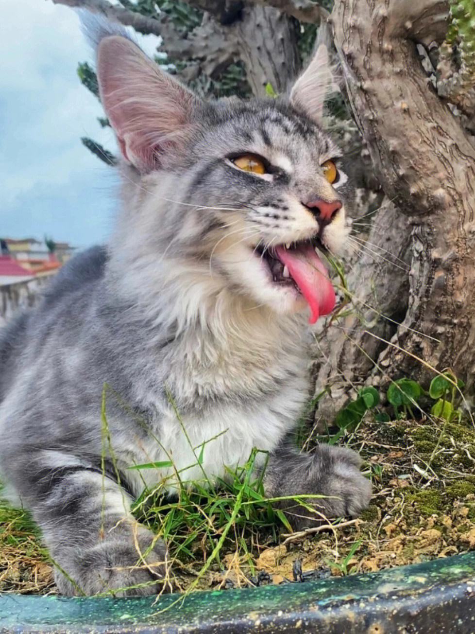 为什么缅因猫幼崽便宜很多,缅因猫为什么不建议养