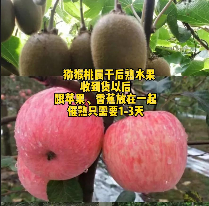 陕西周至眉县猕猴桃订购,陕西眉县猕猴桃