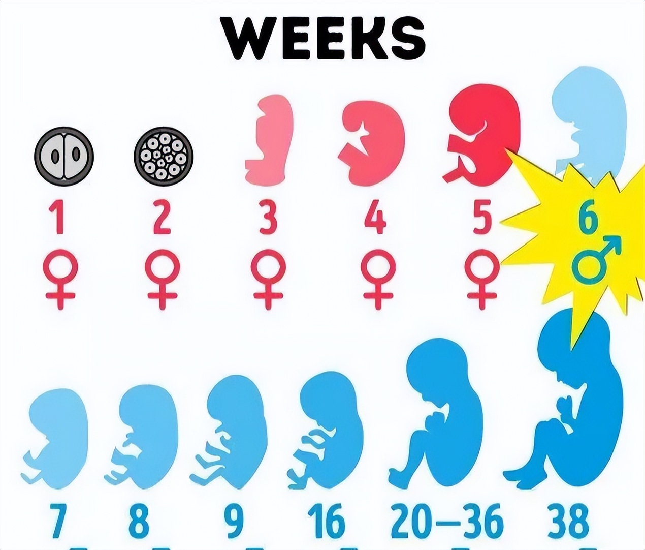 欧洲的性别有多少种,欧洲有几个性别