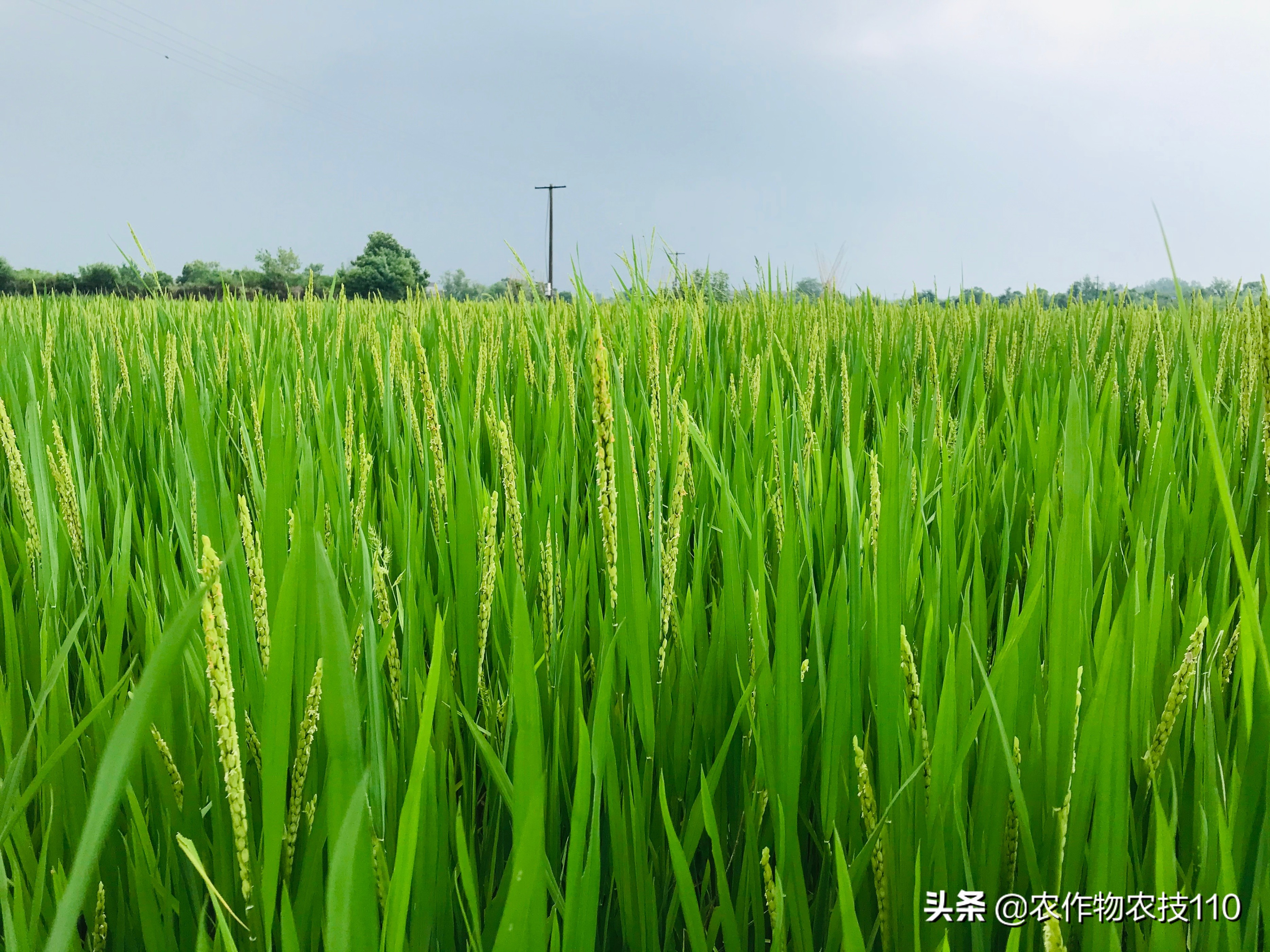 水稻在7月份什么时间治虫,直播水稻高产管理技术