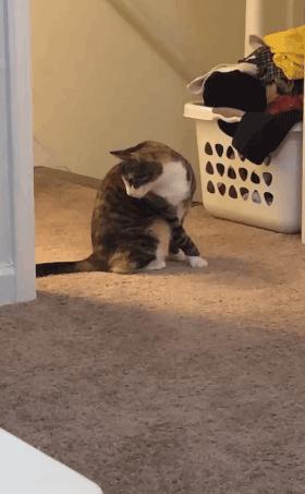 原来猫咪也有弱智的表现,猫咪很虚弱该怎么救活它