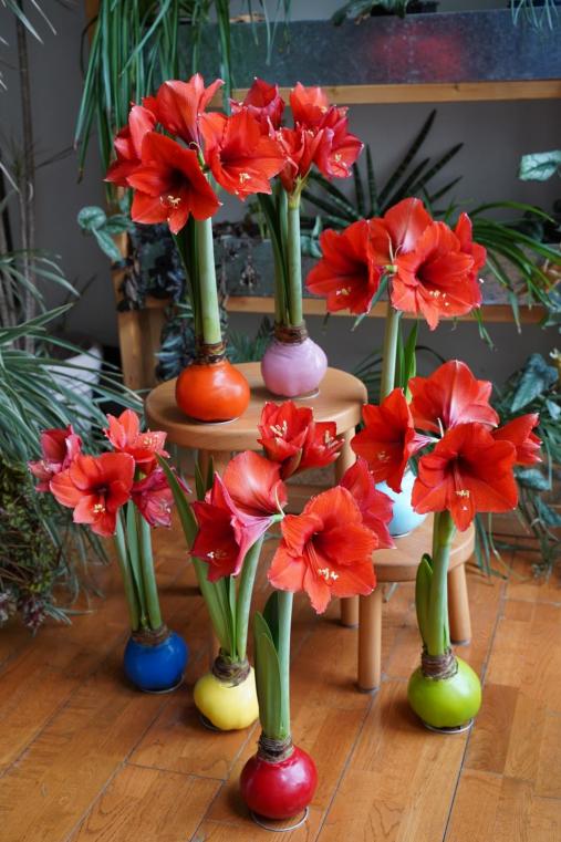 客单价高的绿植,最流行的球根花卉