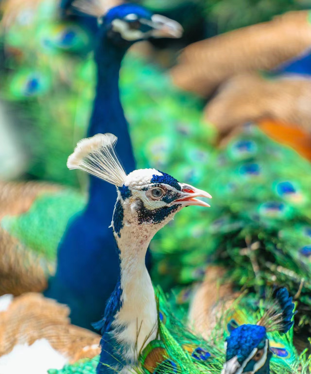 西双版纳勐泐文化旅游区地图,西双版纳勐泐文化旅游区