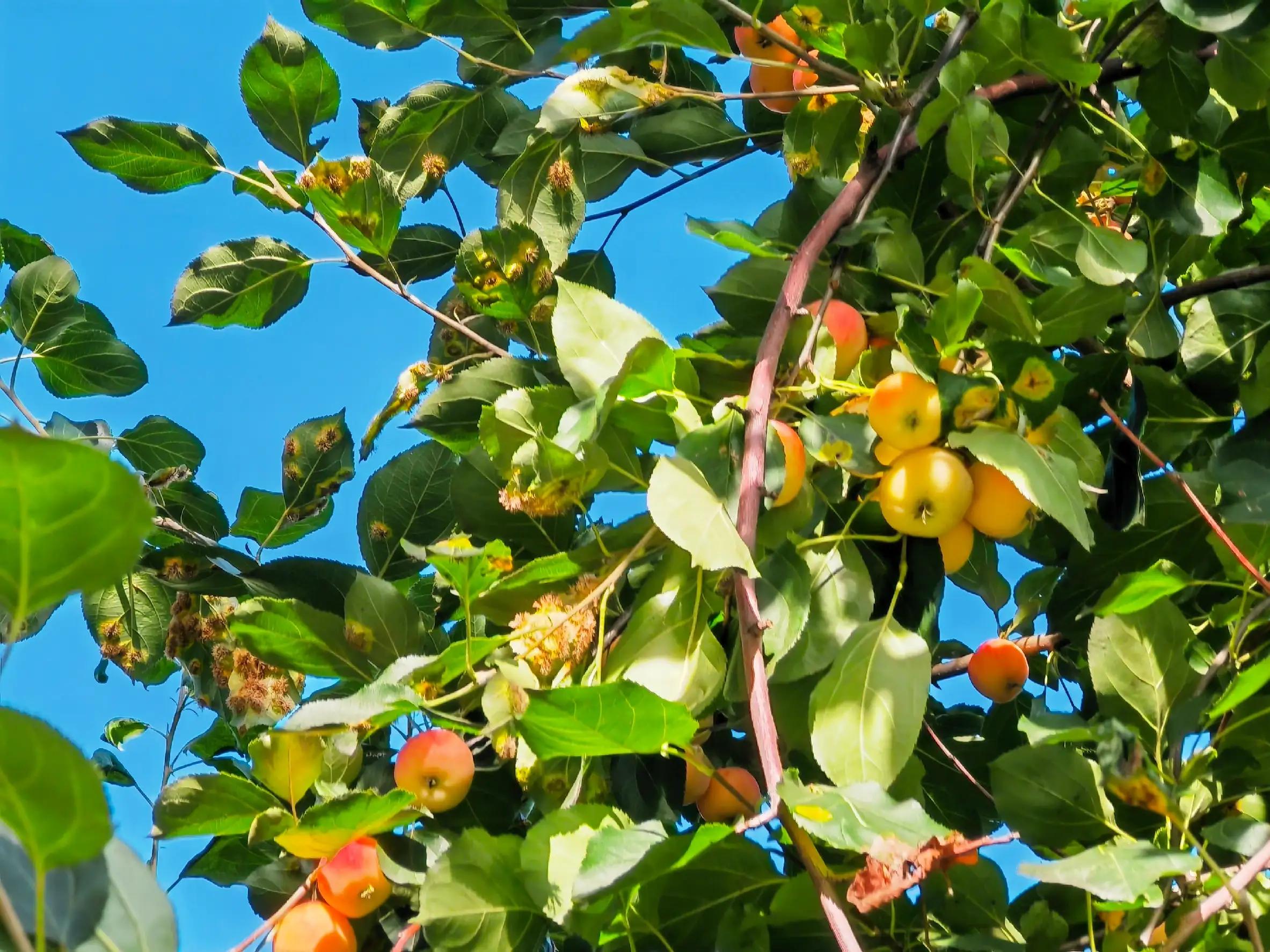 沙果——割不断的乡愁之五