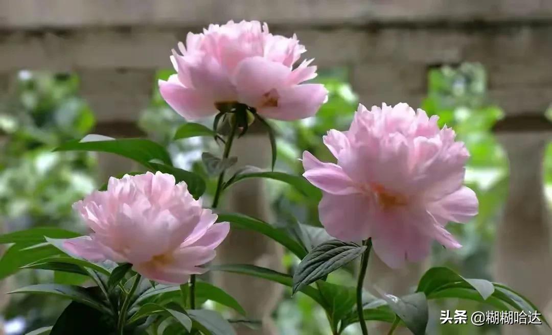 赏心悦目的花朵，风采万千，千姿百态，魅力无限，太美了