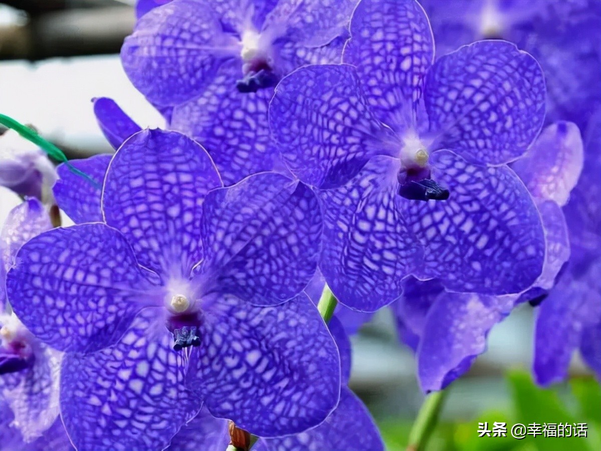 英国国花世界各国的国花,各种国家的国花大全