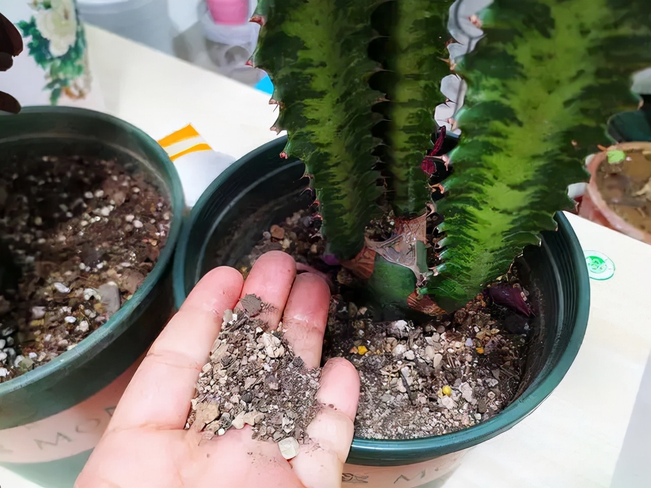 越养越吉利的三种花有哪些,玫瑰花老桩用大盆还是小盆栽培