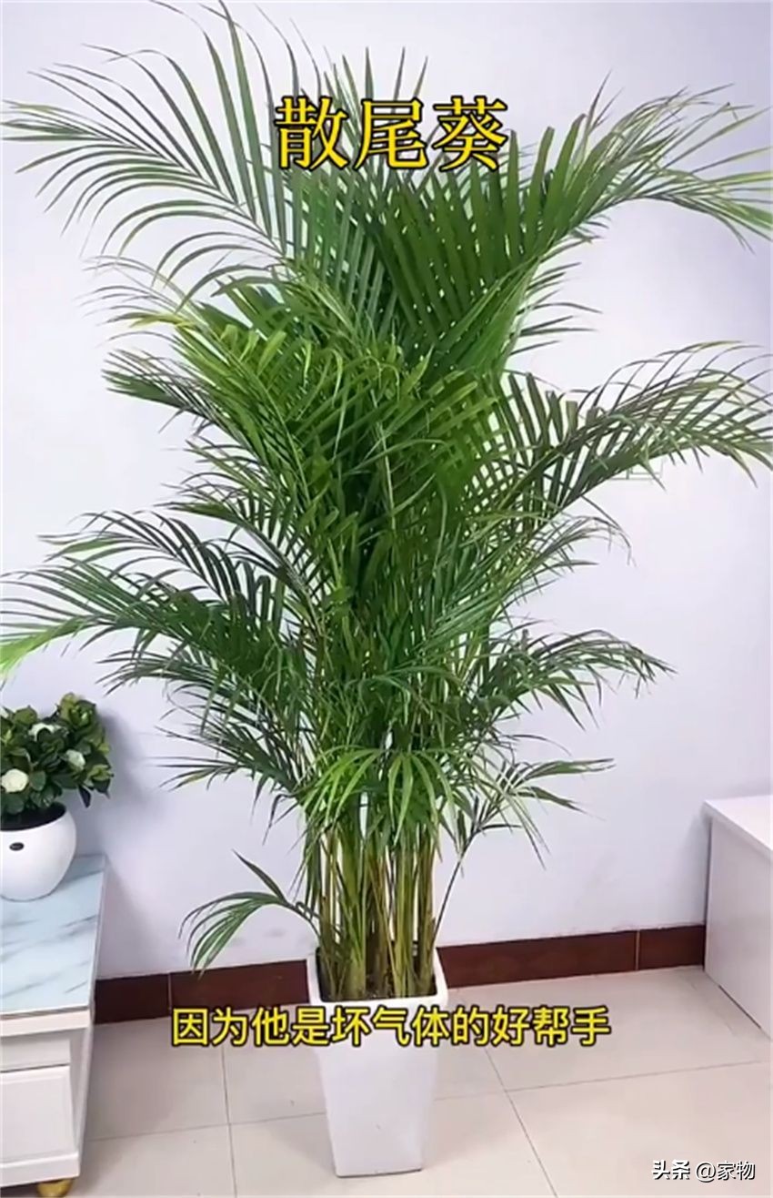 什么树放在客厅最好运,家里客厅禁忌放什么绿植树