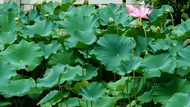 养植物最大感受,养植物体会