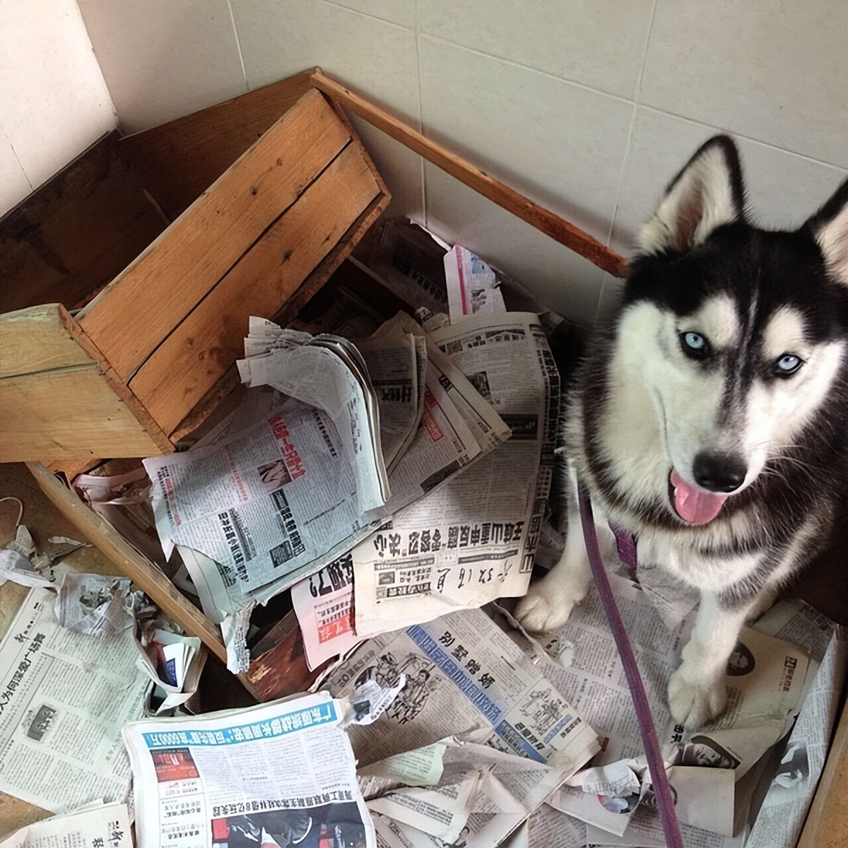 盘点狗界五大败家子你敢养吗,犬界五大难养的狗