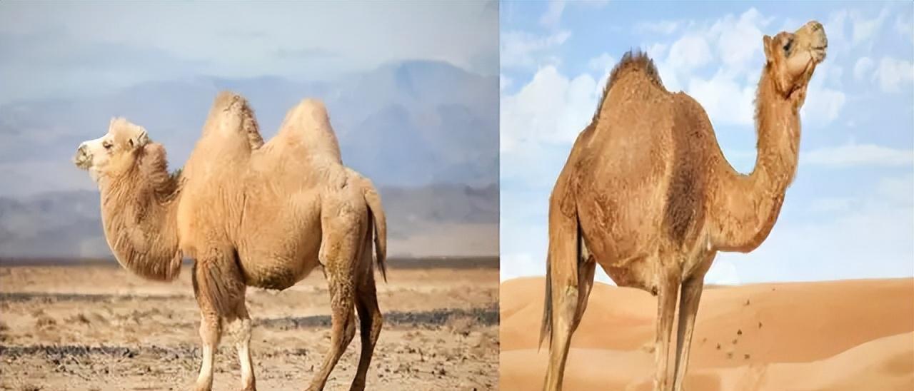 骆驼王者荣耀,骆驼是沙漠中的霸主