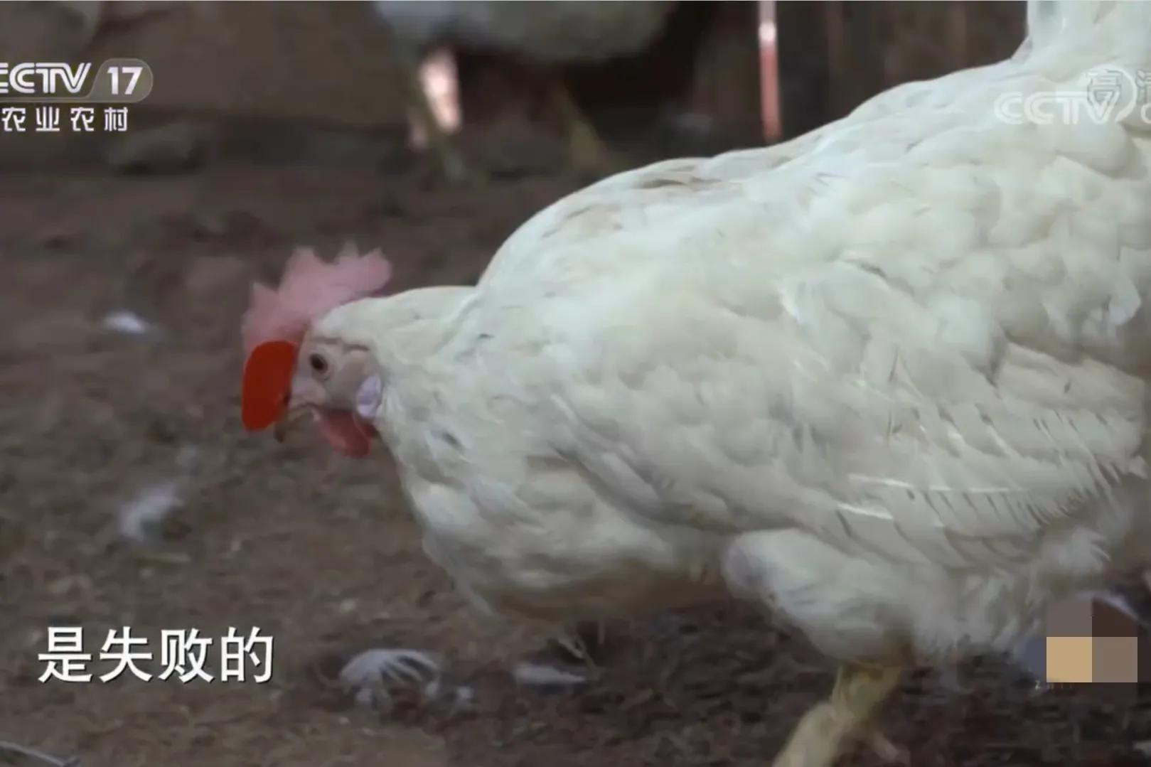 女人承包500亩荒山,女子承包50亩山地