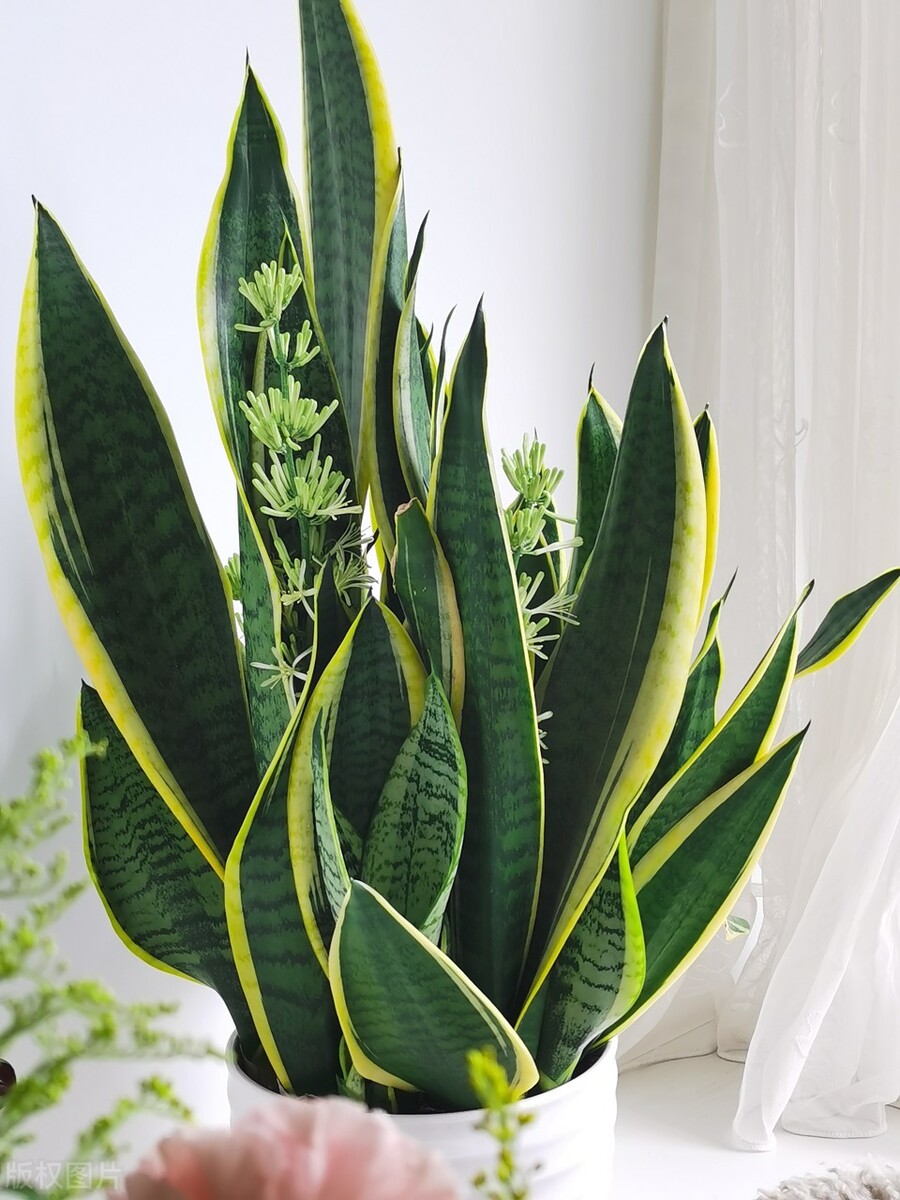 室内除甲醛最好的植物有哪些,有效除甲醛的植物有哪些