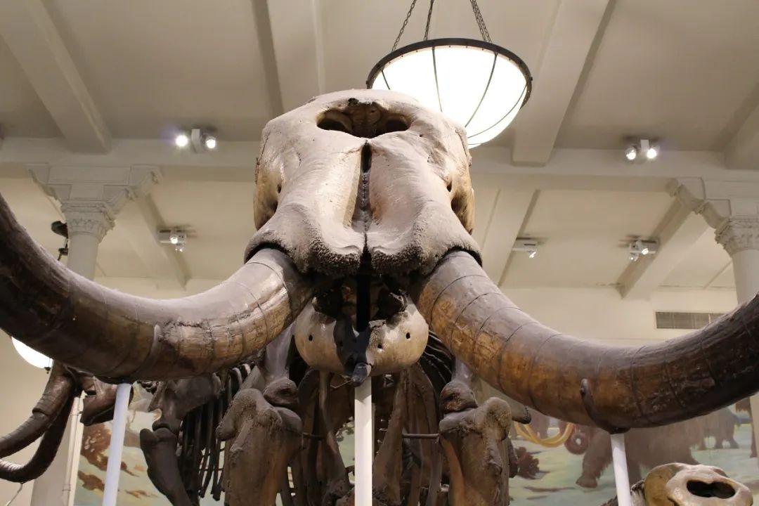 世界顶级自然博物馆,世界四大自然博物馆