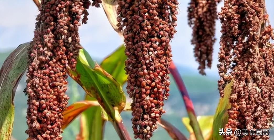 一秒教你鉴别纯粮酒,鉴别纯粮酒的实用方法