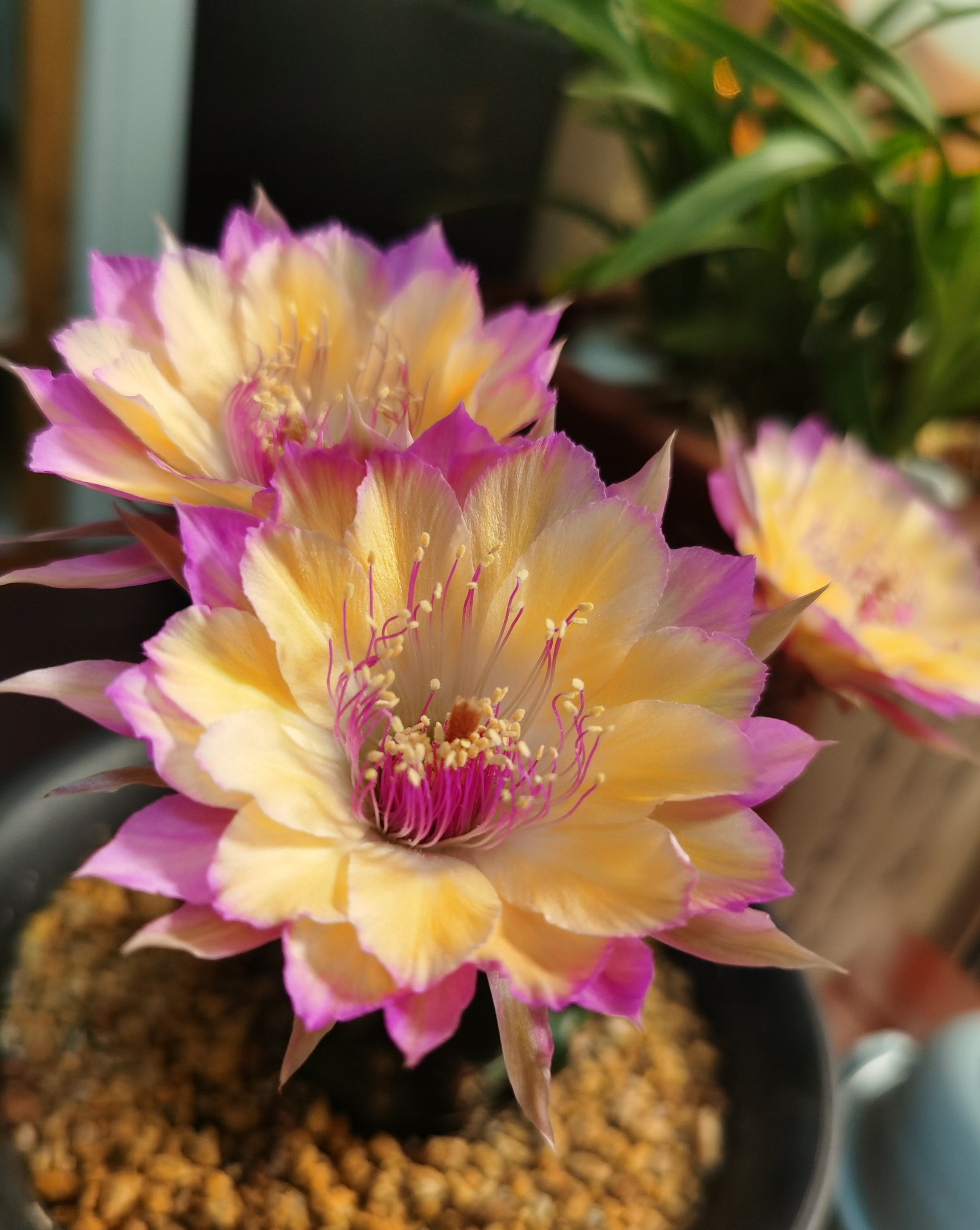 仙人球极光花,仙人球名中的极品