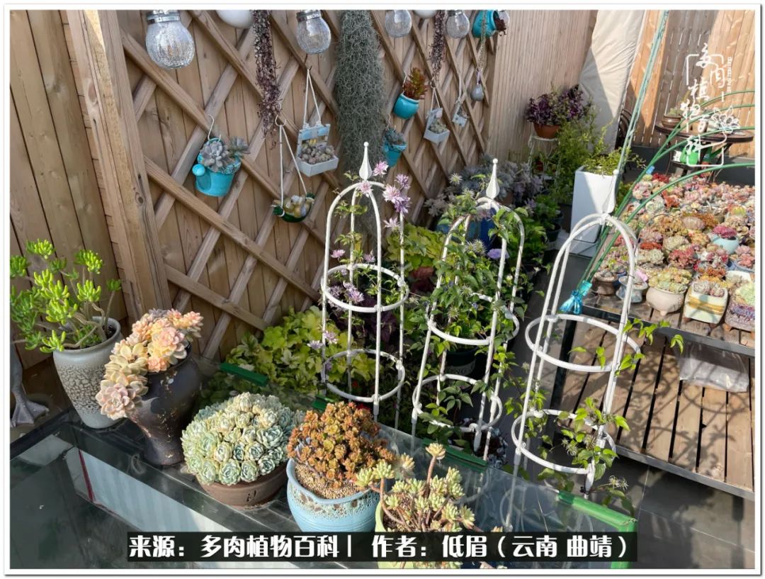 养了七年多肉,养了八年的肉肉终于开花了