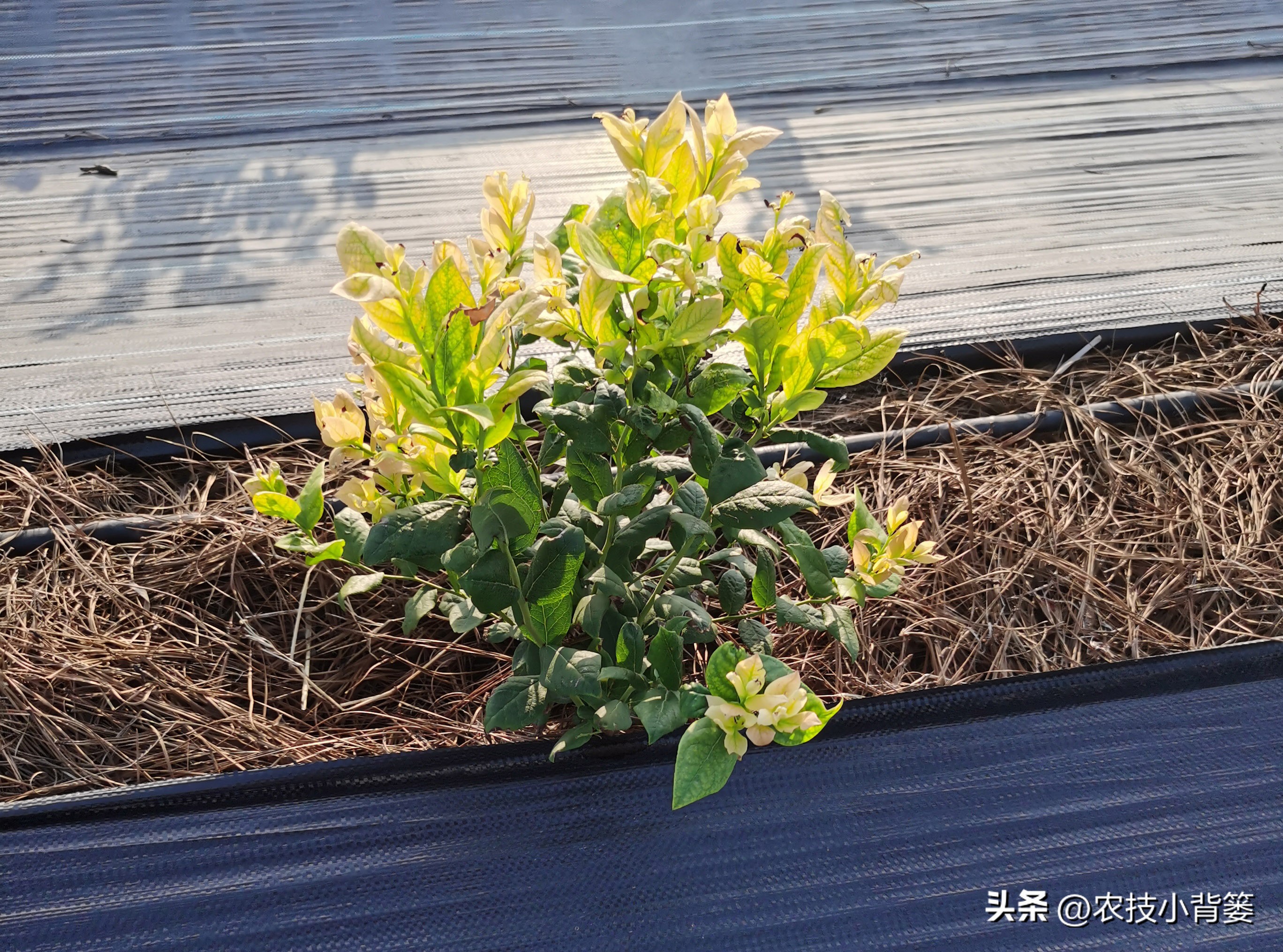 蓝莓黄叶几个月了还有救吗,蓝莓叶脉失绿发黄怎么办