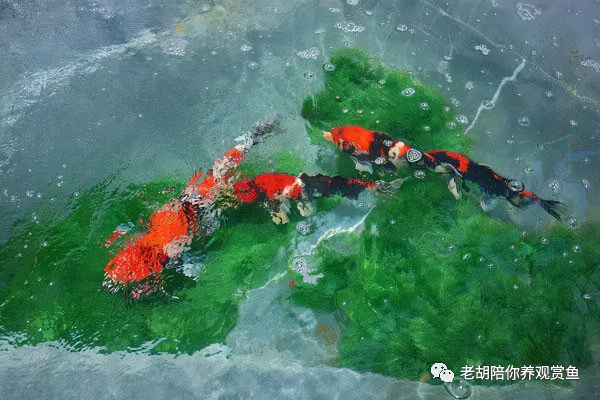 冬天观赏鱼入缸,观赏鱼冬天为什么老是死