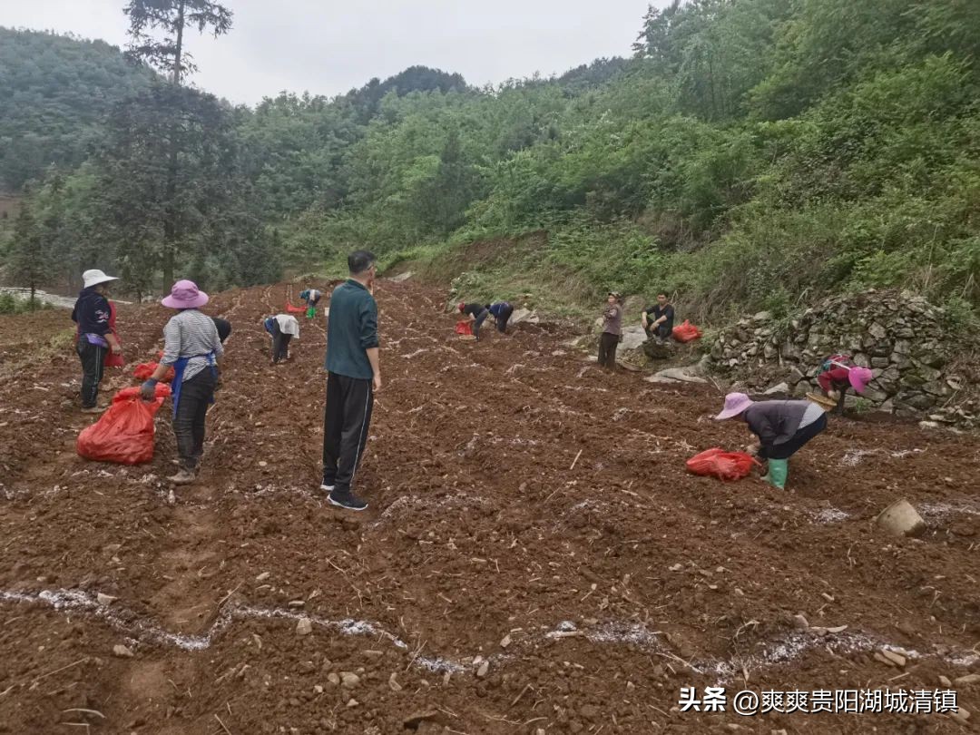 清镇市麦格乡：发挥“乡村CEO”作用助力乡村振兴