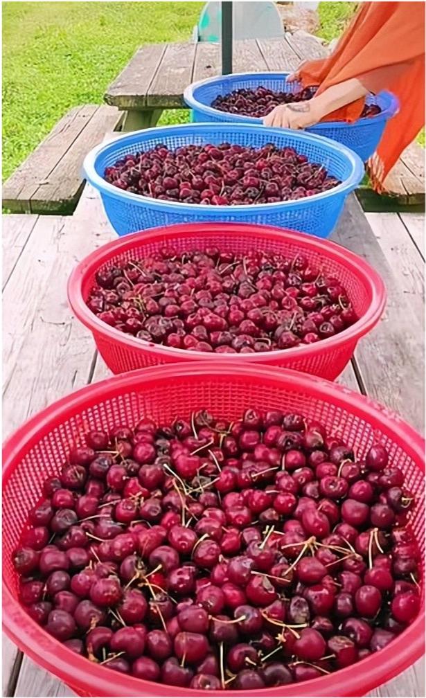 美国网红连续10年翻垃圾箱找吃的：车厘子用盆装，还有菲力牛排